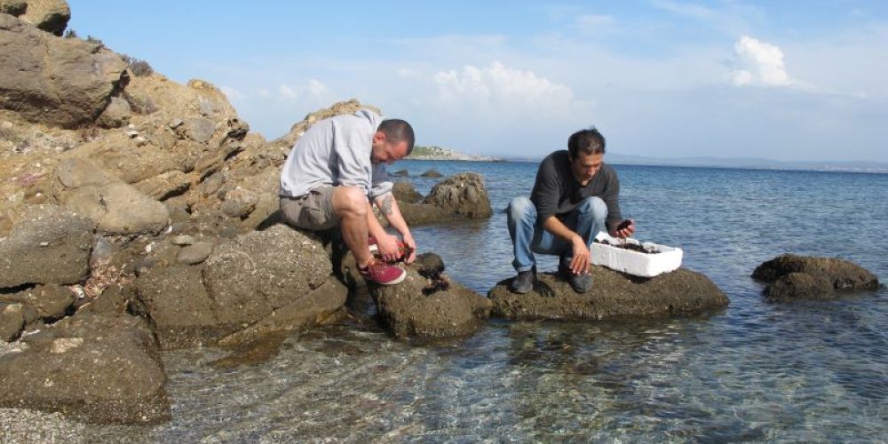 Bozcaada’da kirpi avı