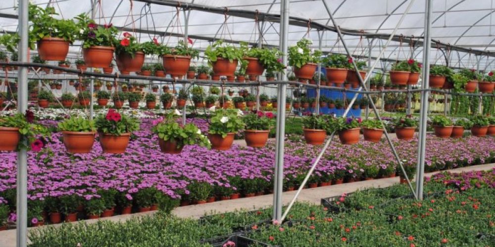 “Şile” deyince aklıma gelen her şey!