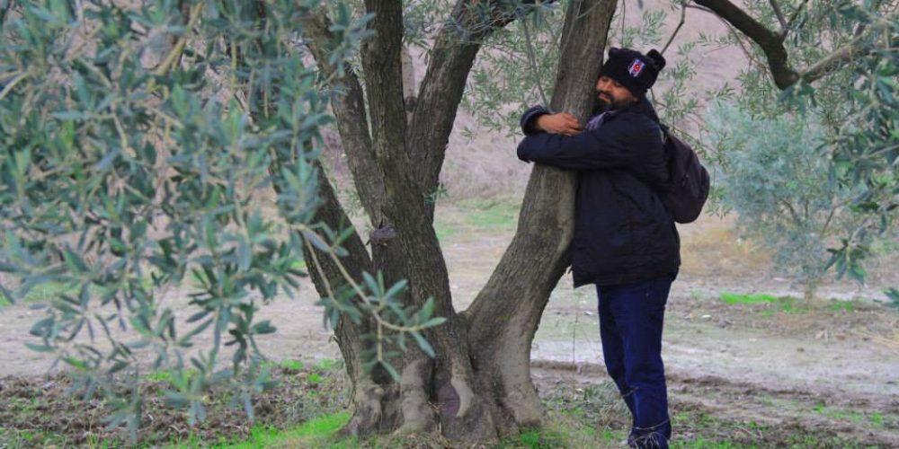 Zeytin ağaçları için Yırca’daydık